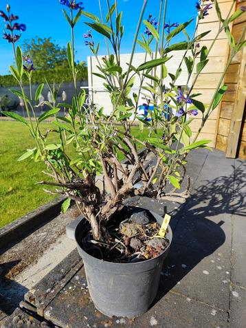 startplant bonsai salie, Tuin en Terras, Planten | Tuinplanten, Ophalen