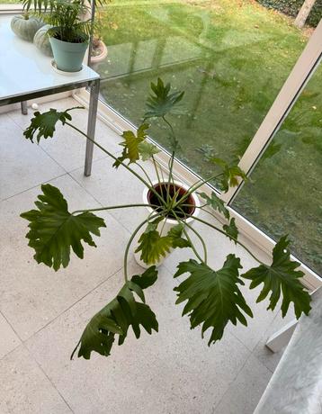 Kamerplant beschikbaar voor biedingen