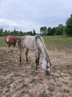 Arabische merrie, Dieren en Toebehoren, Paarden, Merrie, Minder dan 160 cm, Gechipt, Niet van toepassing