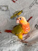 Conure eam, Animaux & Accessoires, Oiseaux | Perruches & Perroquets