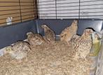 6 Japanse kwartels 3 weken oud, Dieren en Toebehoren, Meerdere dieren