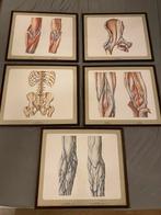 Vintage anatomie prenten / tekeningen / prints schilderijen, Ophalen of Verzenden