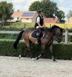 Te koop: Brave D-pony ruin van 10 jaar, Dieren en Toebehoren, Pony's, Met stamboom, B, Ruin, Springpony