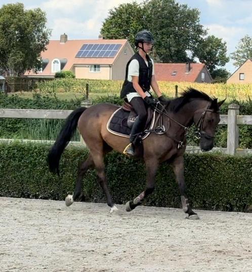 Te koop: Brave D-pony ruin van 10 jaar, Dieren en Toebehoren, Pony's, Ruin, B, D pony (1.37m tot 1.48m), Springpony, 7 tot 10 jaar