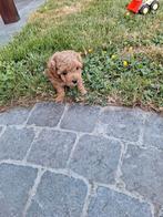 Dwergpoedel, poedel pups, Dieren en Toebehoren, Honden | Chihuahua's en Gezelschapshonden, Poedel, België, 8 tot 15 weken, Meerdere