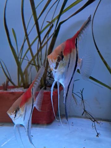 12 manacupuru red scalare te koop !!!, Dieren en Toebehoren, Vissen | Aquariumvissen