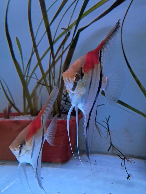 12 manacupuru red scalare te koop !!!, Dieren en Toebehoren, Vissen | Aquariumvissen