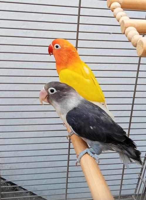 Onafscheidelijk koppel (parkiet) + staande kooi + voer, Dieren en Toebehoren, Vogels | Parkieten en Papegaaien, Parkiet, Meerdere dieren