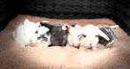 Ontzettend lieve & mooie jonge franse hangoor konijnen, Dieren en Toebehoren, Meerdere dieren, Groot, Hangoor, 0 tot 2 jaar