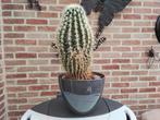 Mooie grote cactus met pot, Huis en Inrichting, Kamerplanten, Ophalen of Verzenden