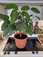Schefflera actinophylla, Ophalen