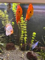 Discussen, Dieren en Toebehoren, Vis, Zoetwatervis, Schoolvis