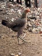 Modern Engelse Kriel tarwe !NIEUWE PRIJS 30€, Dieren en Toebehoren, Pluimvee