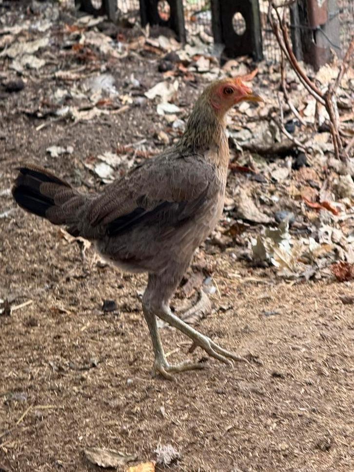 Modern Engelse Kriel tarwe !NIEUWE PRIJS 30€, Dieren en Toebehoren, Pluimvee