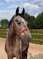 Cabris - 4-jarige allround topper met toekomst!, Dieren en Toebehoren, Paarden, Springpaard, B, Gechipt, Ruin