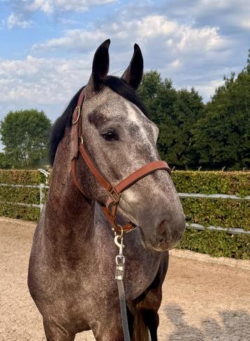 Cabris - 4-jarige allround topper met toekomst!, B, Hongre, 160 à 165 cm, Vermifugé