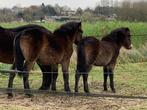 2 hengst veulens, Dieren en Toebehoren, Hengst, B pony (1.17m tot 1.27m), Onbeleerd, Recreatiepony