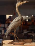 Een oude opgezette reiger, Verzamelen, Dierenverzamelingen, Ophalen, Gebruikt, Vogel, Opgezet dier