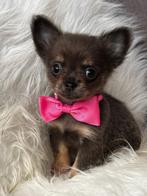 Kleinblijvende chihuahua pup, België, CDV (hondenziekte), 8 tot 15 weken, Teef