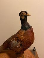 Antieke Opgezette fazant- Taxidermie, Ophalen