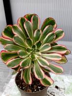 Aeonium lina, Ophalen of Verzenden