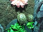 2 luipaard landschildpadden, Dieren en Toebehoren, Schildpad