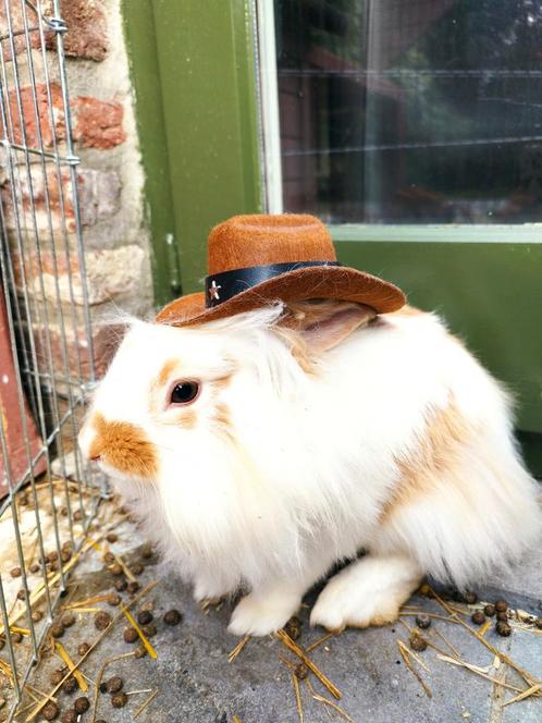 Teddy- dwerg mannetjes konijnen te koop!, Dieren en Toebehoren, Konijnen, Dwerg