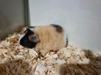 Super lief jong US Teddy cavia beertje, Mannelijk, Cavia, Tam
