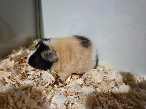 Super lief jong US Teddy cavia beertje, Dieren en Toebehoren, Knaagdieren, Mannelijk, Cavia, Tam