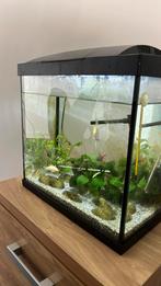 Aquarium, Dieren en Toebehoren, Vissen | Aquariumvissen