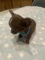 Chihuahua-pups mooie mini raszuiver zeer mooi kleintjes !, Dieren en Toebehoren, België, Fokker | Hobbymatig, 8 tot 15 weken, CDV (hondenziekte)