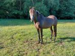 Weidepaard, Ruin, 11 jaar of ouder