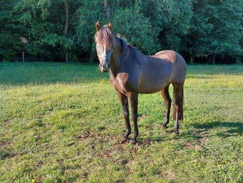Weidepaard, Dieren en Toebehoren, Paarden, Ruin, 11 jaar of ouder