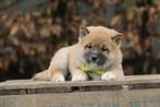 Shiba Inu pups te koop, Belgisch fokker, Dieren en Toebehoren, België, 8 tot 15 weken, Poolhond, CDV (hondenziekte)