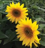 Zaden Helianthus Pacino lage ,oogst 2024, Ophalen of Verzenden