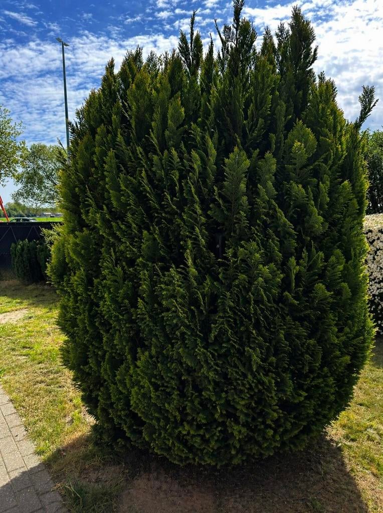 Ramassage gratuit : gros conifère, Jardin & Terrasse, Plantes | Arbustes & Haies, Enlèvement, Conifère