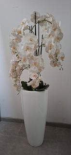 Luxe Orchidee 1m50, Ophalen