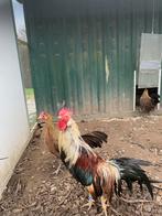 Trio Onagadori, Plusieurs animaux, Poule ou poulet