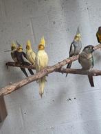 Calopsite lutino a vendre