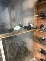 Des pigeons serbes qui volent bien, Animaux & Accessoires