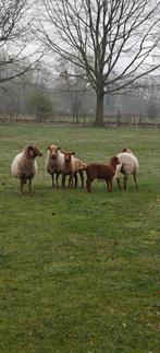Ardense voskop, Dieren en Toebehoren, Meerdere dieren, Schaap, 0 tot 2 jaar