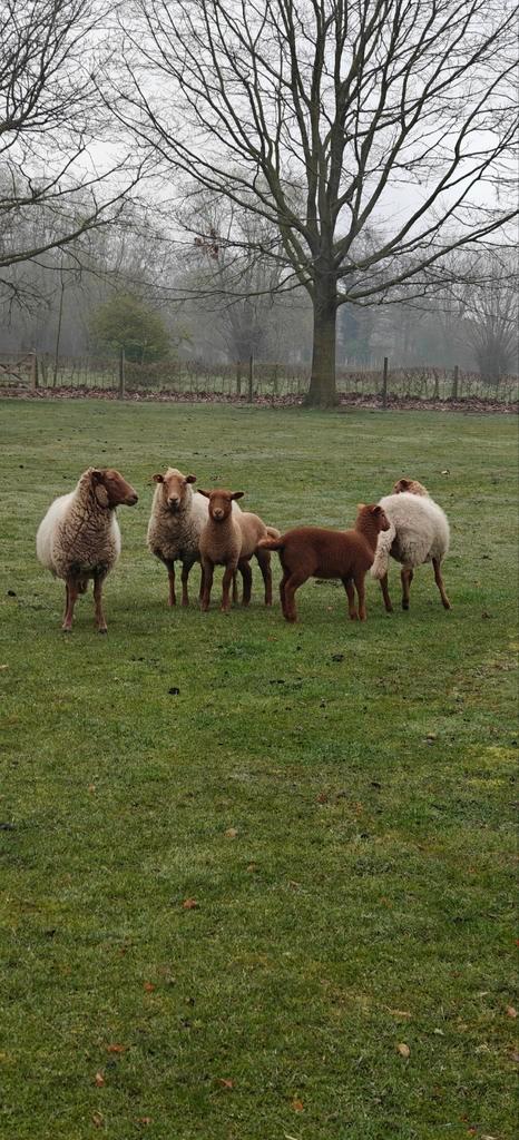 Ardense voskop, Dieren en Toebehoren, Schapen, Geiten en Varkens, Schaap, Meerdere dieren, 0 tot 2 jaar