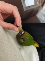 Pyhurra tam, Dieren en Toebehoren, Meerdere dieren, Parkiet, Tam