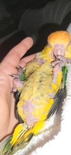 Caique tete orange apprivoisé, Dieren en Toebehoren