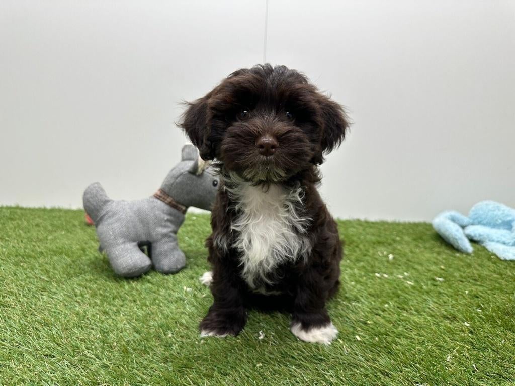 Chiots Bichon Havanais, Animaux & Accessoires, Chiens | Chihuahuas & Chiens de compagnie, Hépatite contagieuse (maladie de Rubarth)