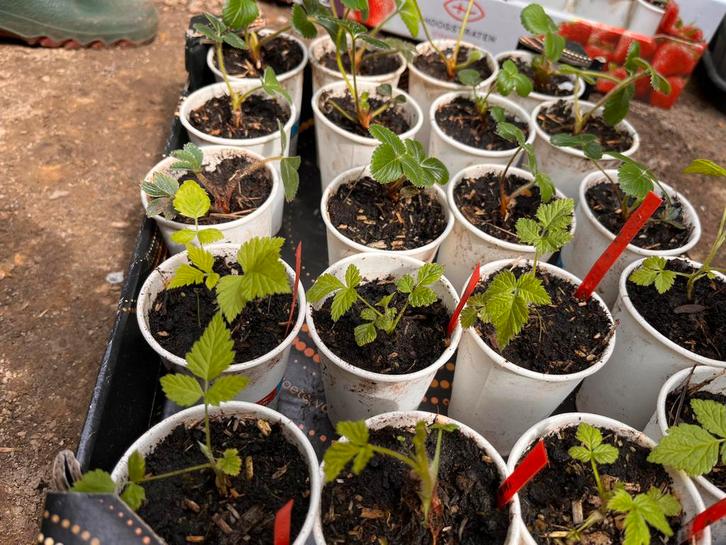 Lot de 8 plants de framboises rouges +12 plants de fraisiers, Jardin & Terrasse, Plantes | Jardin, Plantes fruitières, Enlèvement ou Envoi