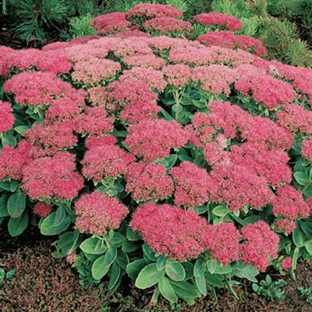 Sedum herbstfreude, hemelsleutel, vetkruid, Volle zon, Vaste plant, Herfst, Ophalen