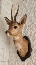 Buste de chevreuil/trophée bois de cerfs/bois cervidé, Enlèvement, Cerf