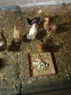 Hanen te koop, Dieren en Toebehoren, Pluimvee