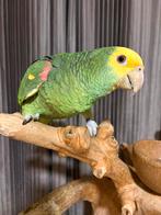 Supertam Dubbele geelkop (Oratrix) met kooi, Dieren en Toebehoren, Papegaai, Pratend